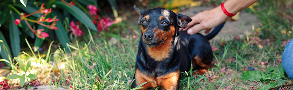 Découvrez notre gamme <b>VACCINS CHIEN</b>